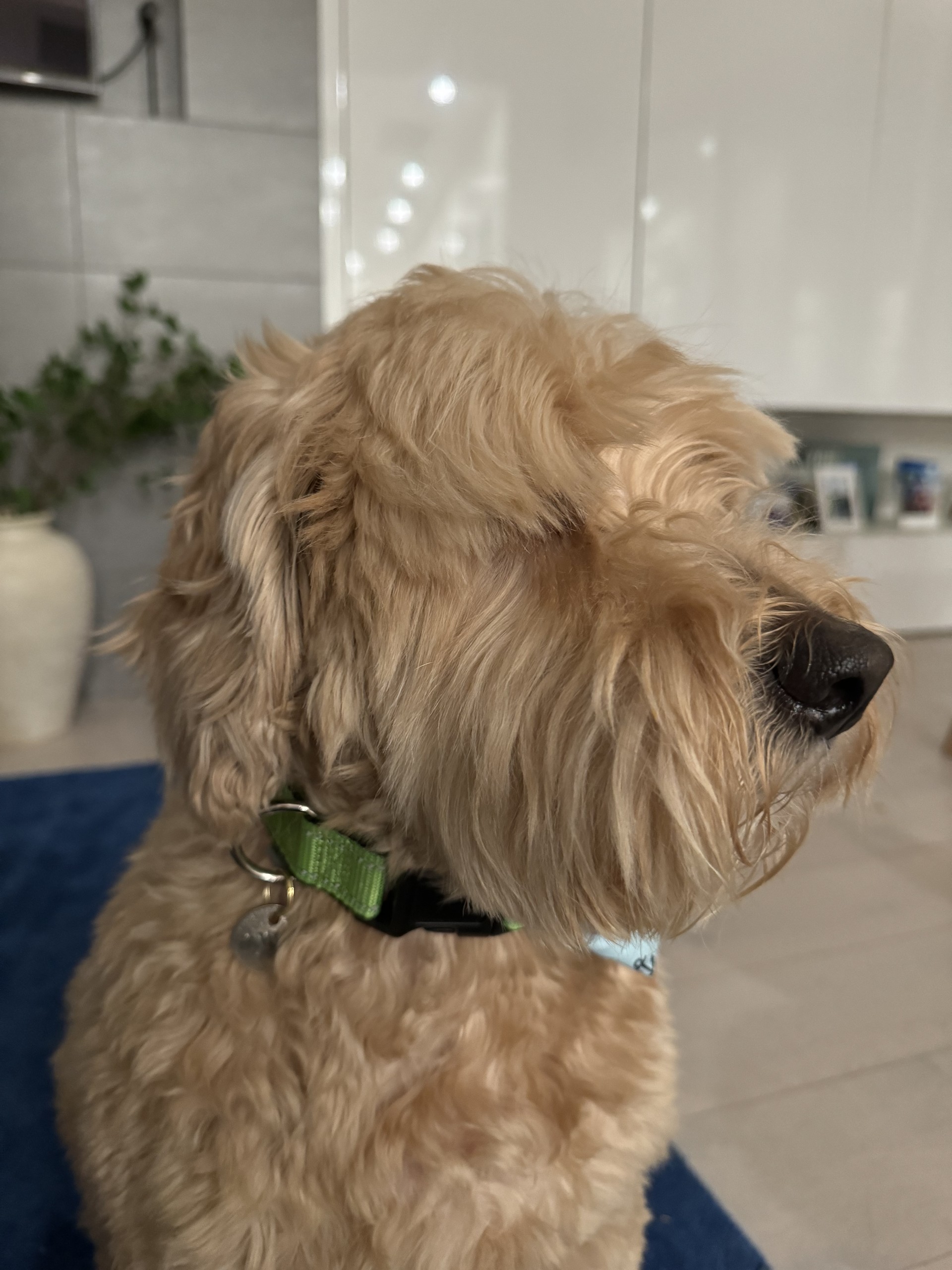 BubbleDog - Where Chewy Meets Clean